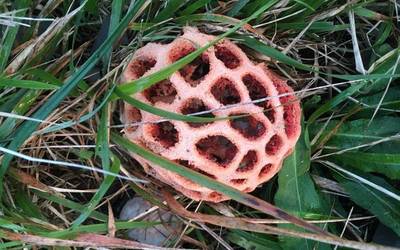 Perretxiko berezia