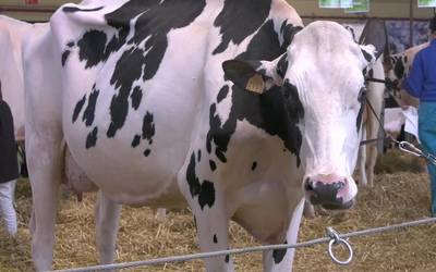 XII. Euskal Herriko Frisoi Txapelketa ospatu dute Feria Lekuan