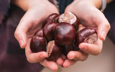 Gaztaina erre jatea eginen dute Lesakako jubilatuek abenduaren 6an