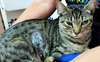 Nork erasotzen ditu animaliak?