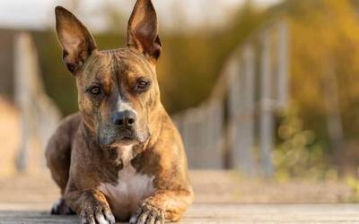 Maskotak adopzioan emateko kanpaina berria abiatuko du datozen egunetan Getxoko Udalak