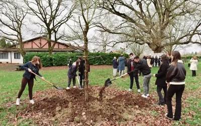 Haritzak landatu dituzte Loiun, COVID-19aren eraginez hildakoei omenaldia egiteko