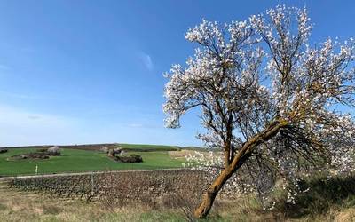 Aldez aurretiko udaberria
