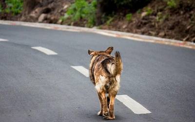Kalean dauden animaliak jaso eta Animalien Ongizaterako Zentrora eramatearen tasak zehaztu ditu Mankomunitateak