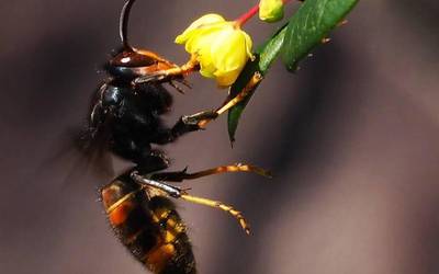 Udaberriaren ondorioa