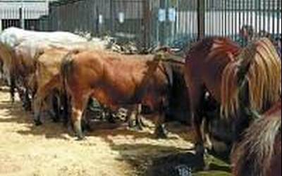 Berako azienda erakusketari bere babesa ematen dio bertako udalak