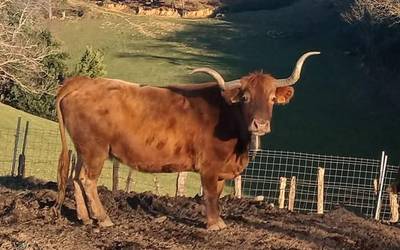 Zezenak izango dira Santa Ana eguneko protagonista nagusi