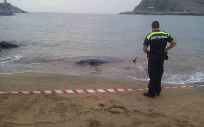 Izurde bat agertu da Santiago hondartzan