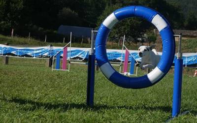 435 txakur ari dira lehiatzen Euskadiko Sextuple Agility txapelketan