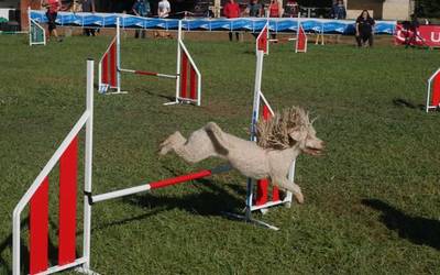 Euskadiko Agility txapelketa, txakurren abileziaren zirkuitu