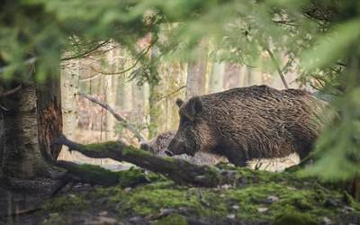 Ehizagatiko beste salaketa bat preskribatzear, Aldundiaren "ardura faltagatik"