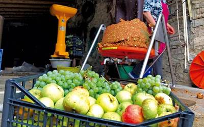 Sagarrari zukua ateratzeko garaia