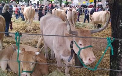Bere huntako abeltzainek hainbat sari irabazi dute behi azienda piriniotarraren lehiaketan