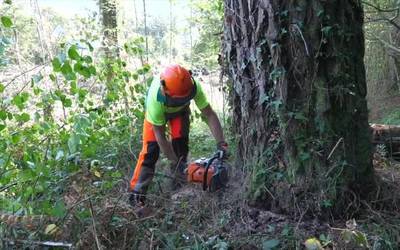Geldi dago egurraren sektorea, baso suteen arriskuarengatik