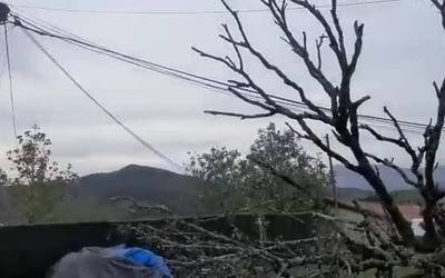 [BIDEOA] Zuhaitz bat kable elektrikoen gainera erori zen atzo, Mallabian