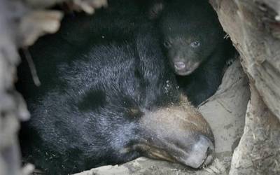 Animaliek aldaketen aurrean duten senaz, ingurumenaren tartean