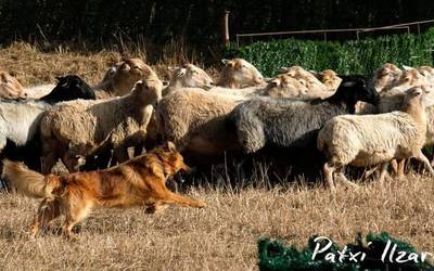 Euskal artzain txakurraren eguna, Orgin