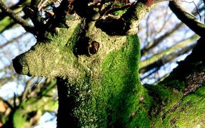 Vicente Guinea elgoibartarraren 'Aninamarbolak' erakusketa Urkiolako natur gunean dago ikusgai