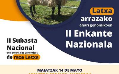 Latxa arrazako ahari genomikoen II. enkante nazionala Arruitzen eginen dute igandean