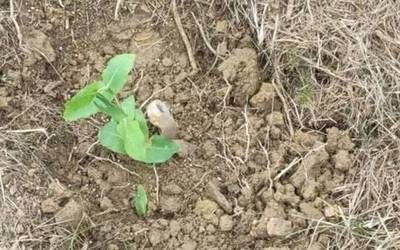 Eguzkitzan landatutako eukaliptoak kendu dira