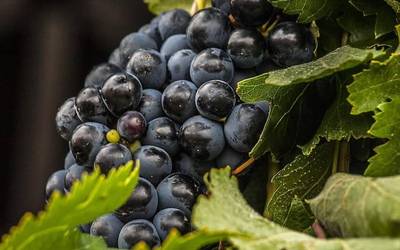 Urtebeteko zigorra Rioja sor-marka uzten duten ekoizleentzat