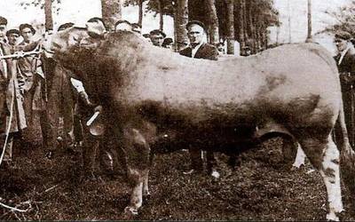 Abere-lehiaketa eta zinematografoa Aramaion (1911)