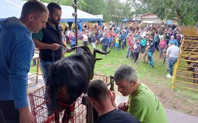 Ahuntzak eta akerrak izan ziren protagonista nagusiak Garrastatxun