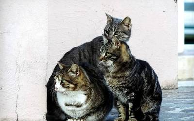 Katuen eta txakurren adopzioa sustatzeko azoka egingo dute Plentzian