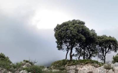 Gris tankerako astelehena