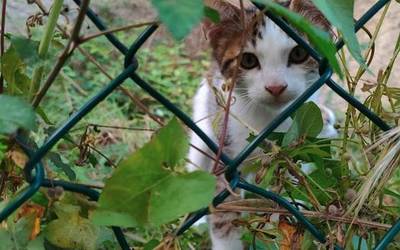 Adopzioan emateko katuak ditu OKKE elkarteak