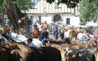 Atzo zaldi eta behorrak eta gaur behiak Garruzeko ferian