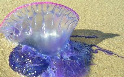 Karabela portugaldarren presentzia dela eta, bandera gorria ezarri dute Getxoko eta Sopelako hainbat hondartzatan