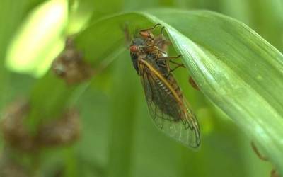 Insektuen ziztaden aurrean prebentzioa da garrantsitsuena
