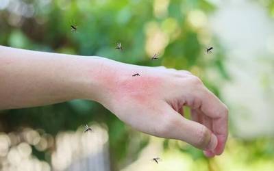 Pello Iturria farmatzialaria: "Intsektuen ziztadek ez digute berdin eragiten guztioi"