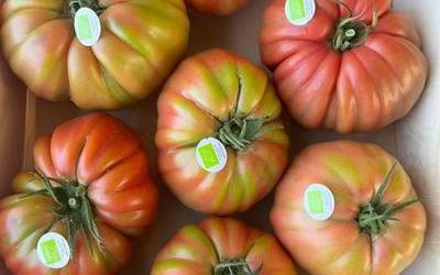 32 partaide izan dira Aintzinako VII. tomate lehiaketan