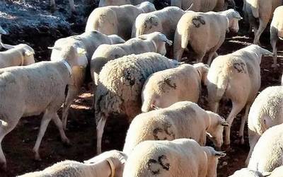 Zein da 'hanka miñez ibilli' Azkoitiko adieraren esanahia?