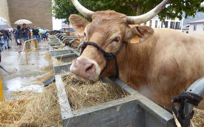 Ganaduak bete zituen Irurtzungo kaleak