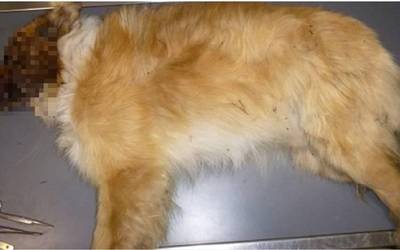 Animaliei tratu txarra emateagatik ikertua