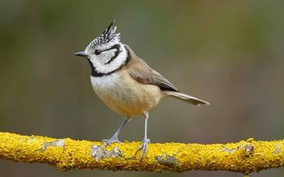 Ingurukoa behatzeko gonbita