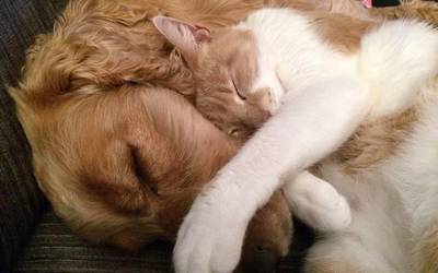Martxan dago etxeko animaliak biltzeko eta zaintzeko Mankomunitatearen zerbitzua