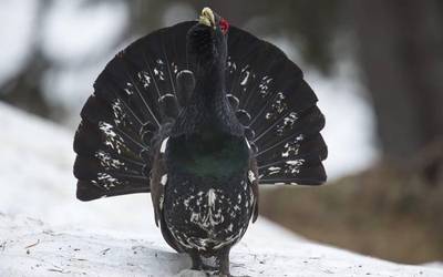 Basoilarra azaldu da Larran