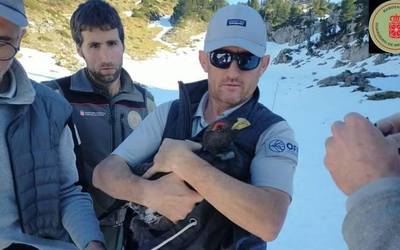 Larra Belaguako basoilarra harrapatzea lortu dute basozainek