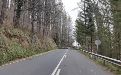 Zuhaitz bat jausi da Kanpanzar eta Elgeta arteko GI-2639 errepidera