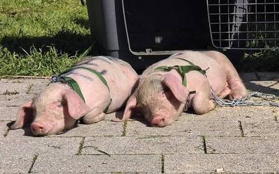 Txerrikumeak eta lastozko urkatu bat Jaurlaritzaren aurrean