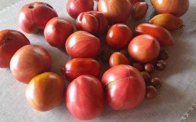 Tomate haziak ereiteko garaia