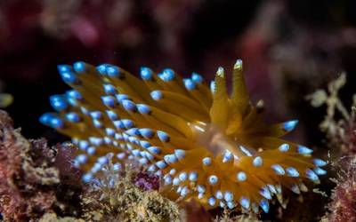 Nudibrankioak
