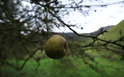 Errezilgo ibarbi sagarraren ibilbidea: Ate ondoan ditugunak