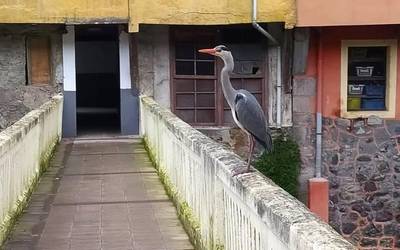 Ibaiaren zaindaria