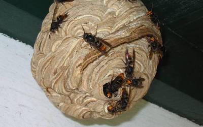 Udaberriagaz batera, liztor asiarraren aurkako kanpaina abiatuko dute Erandion