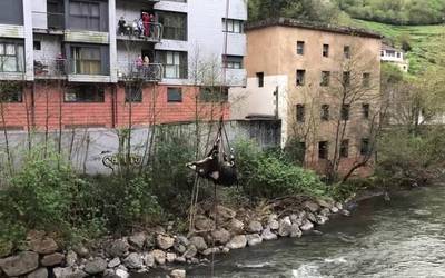 Akabatutako basurdea atera dute ibaitik suhiltzaileek, Mendiolan